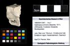 Foto (Objekt + Etiketten) von Gastrosacus eminens (Blaschke, 1911) 